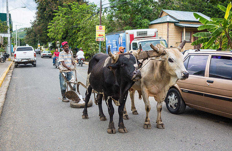 Image of man using cattle for transportation